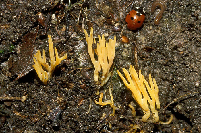 clavulina....?